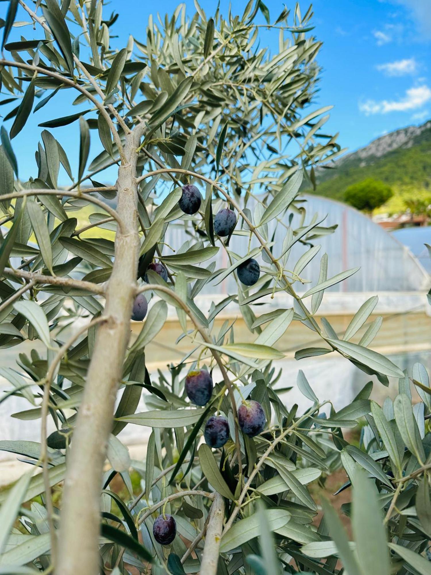 Gelidonya Pansiyon Kumluca Exterior foto